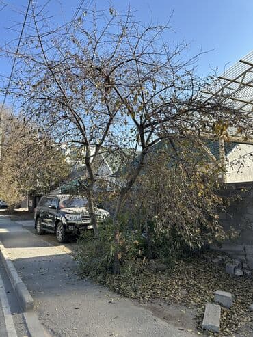 отдам даром драва: Отунга алып кеткиле кесип на дрова бесплатно. Кызыл аскер — 2