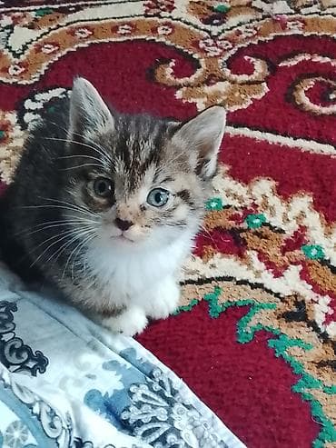 отдам бесплатно котенка: Котёнок, короткошёрстный тигровый табби с белыми лапками и грудкой — 1