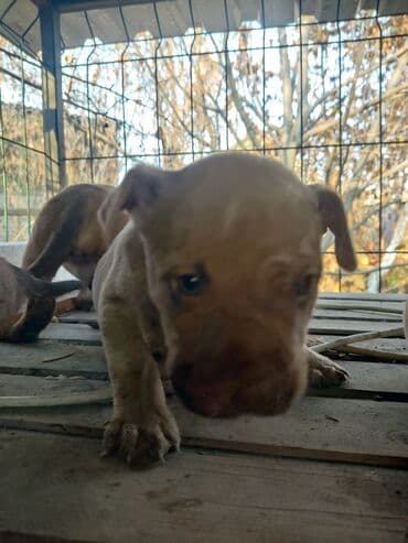 собаки и щенки в дар: Щенки К Продаже готовы Питбуль кушают самостоятельно Срочная цена — 10