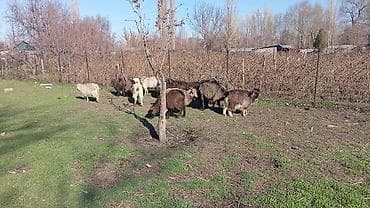 Продам с/х животных: Продаю | Коза (самка), Козлёнок | Полукровка | На забой, Для разведения, Для молока | Племенные, Котные — 7