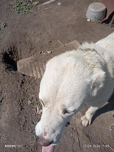 Собака среднего-крупного размера, светлого (почти белого) окраса