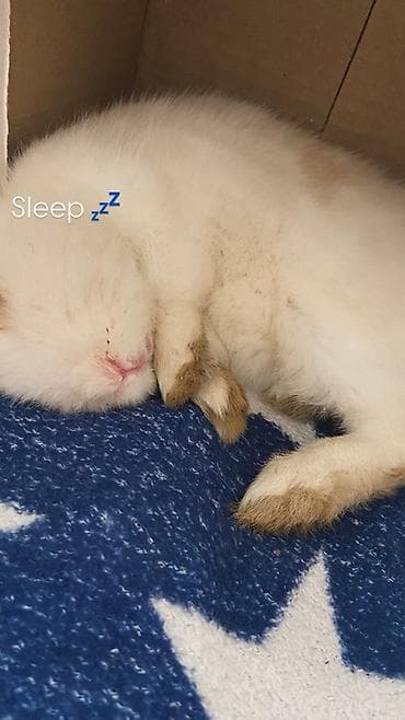 кой эдилбай: Отдаю кролика на 3месяцев, в хорошие руки, из за перелетов не могу его — 4