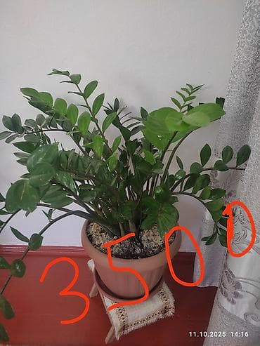 Бөлмө өсүмдүктөрү: Комнатные растения в горшках: 1) Диффенбахия пёстрая (крупные зелёные — 4