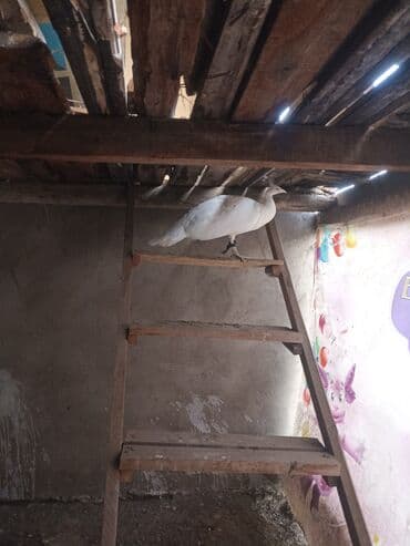 Птицы: Белый панлин — 1