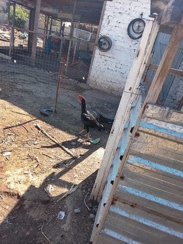 продажа домашних животных: Продаю | Петух | Бойцовая | Для разведения — 1