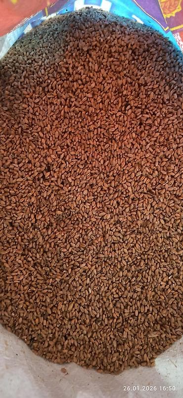 цельнозерновая мука цена: Цельно зерновая мука - Натуральная помол мелкого калибра: хорошо — 5