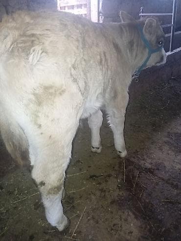 продаю быки: Продаю | Бык (самец) | На откорм | Привязанные — 4