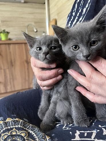 Котята, домашние, ручные. - Окрас: один угольно‑чёрный, двое — 2