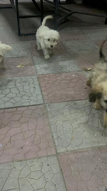 Продажа собак: 3 месяца, Самка — 10