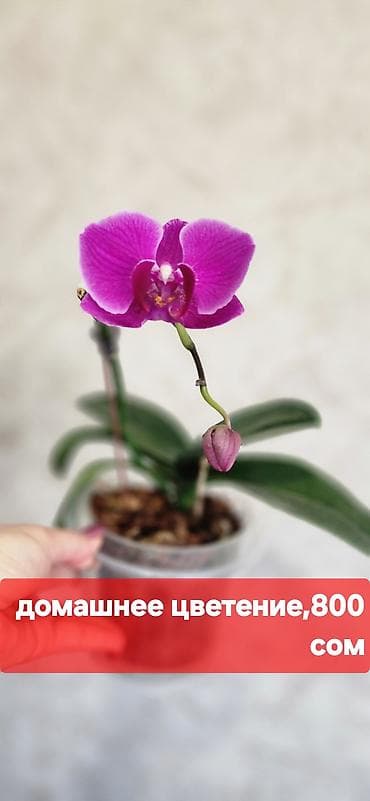 Орхидея фаленопсис в горшке - Окраска цветов: насыщенно‑фиолетовая, с