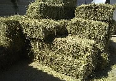 кошки купить бишкек: Продаю🍀 3 укос тюки клевера, тюки сухие лежат под навесом! — 1