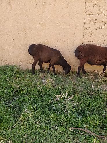 коозу кой: Продаю | Баран (самец) | Для разведения — 3