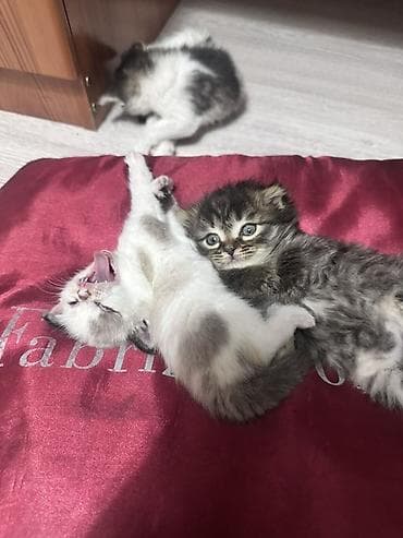 бесплатные котята: Котята, помет из 4 хвостиков. Отдам бесплатно. Черный - Окрас — 3