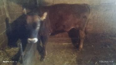 аквариумы с рыбками: Продаю | Корова (самка) | Полукровка | На забой — 4