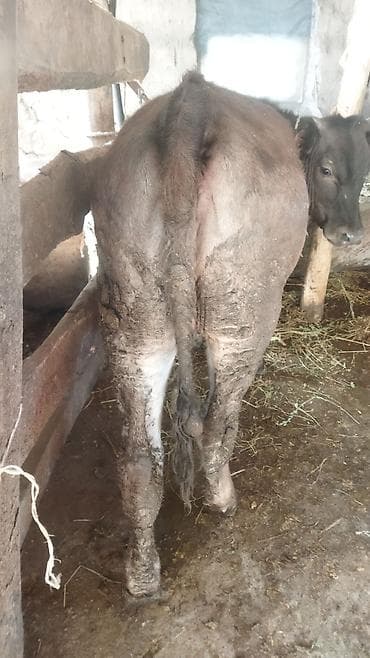 животные на продажу: Продаю | Тёлка | На откорм | Нетель — 10