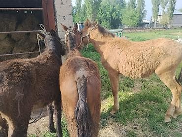 декоративная рыба: Продаю | Жеребенок | Для разведения | Племенные — 3