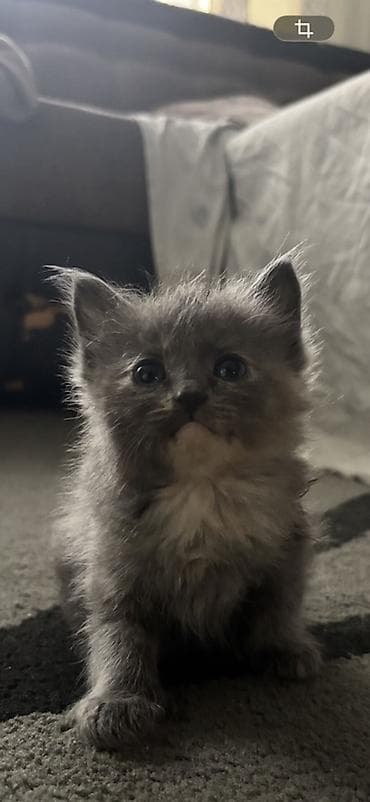 кошка британка: Котята, домашние, от одной кошки. Возраст на фото — малыши, уже едят — 7