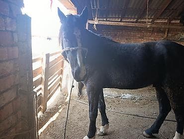 воро: Продаю | Конь (самец) | Рабочий — 1