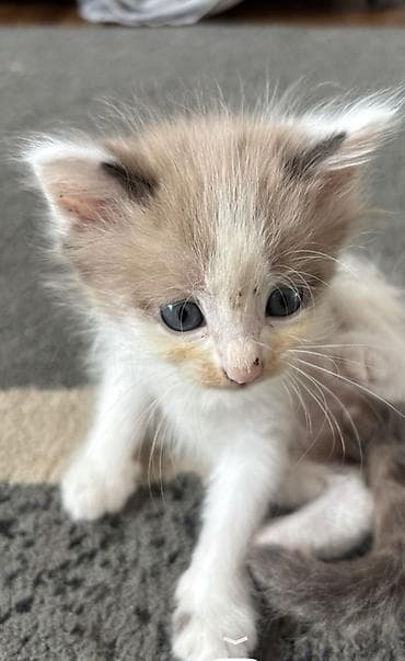 кошка британка: Котята, домашние, от одной кошки. Возраст на фото — малыши, уже едят — 3