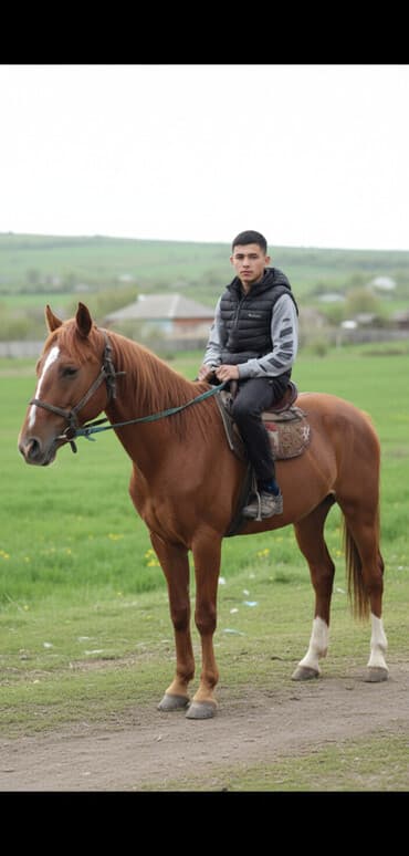 коровы молочные: Продаю | Жеребец | Полукровка, Дончак | Конный спорт | Осеменитель — 1