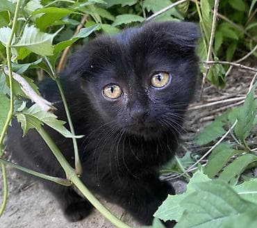 кот шотландская шиншилла: Кошка даром: Скотиш Фолд (Шотландская вислоухая), 2 месяца, Девочка, Приучена к лотку — 1