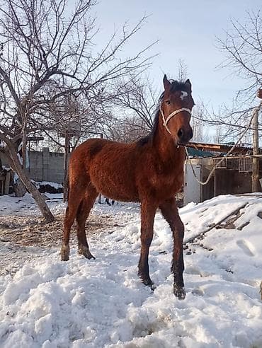 Башка жаныбарлар: Сатам | Тай — 6