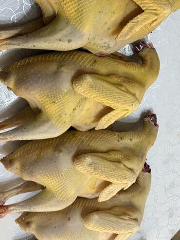 кремация животных бишкек: Индюки, выращенные на выгуле. - Поголовье: самцы и самки, разные — 7