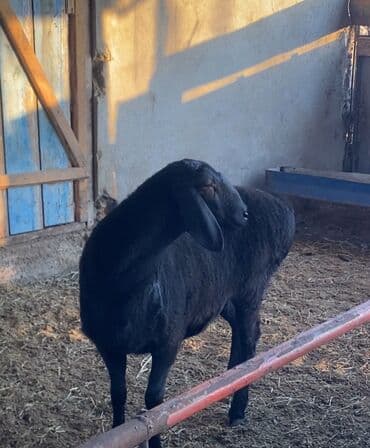 Кошки: Продаю | Овца (самка) | Арашан | Ярка — 4