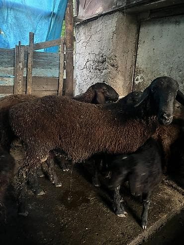 перепела фараон купить: Продаю | Овца (самка) | Эдильбаевская | На забой — 2