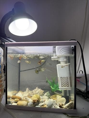 аквариумы: Продаю Аквариумный комплект с живыми гуппи фильтр и обогреватель в — 5