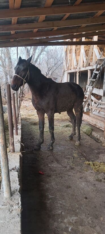 Продаю | Конь (самец), Жеребец | Для разведения, На забой