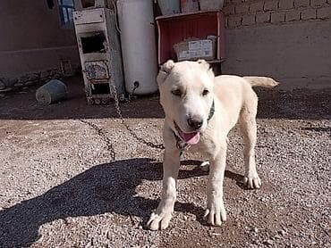 куплю собаку бишкек: Алабай, 3 месяца, Самец, С прививкой — 1