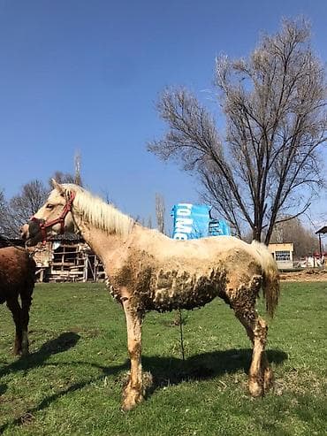 порода алабай: Продаю | Жеребец | Для разведения | Племенные — 1