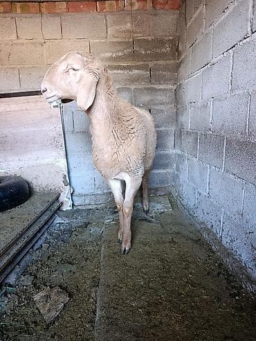 лабрадор фото цена: Кочкор сатылат — 1