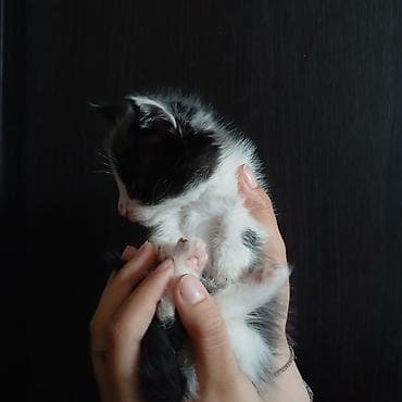 породистый кот: Котята, домашнего выращивания. - Порода: беспородные (домашние). - — 2