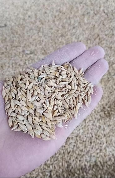 цистерна алюминий: 📢 Продаю ячмень (арпа), сорт Нутанс Продаётся качественный ячмень — 1