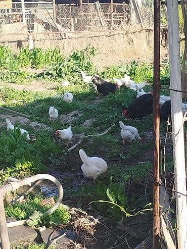 андижанские голуби продажа: Продаю | Куры | Несушки — 2