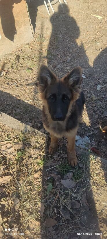 купить собаку корса: Щенки немецкой овчарки4месяца - Пухнастые малыши с крепким костяком и — 6