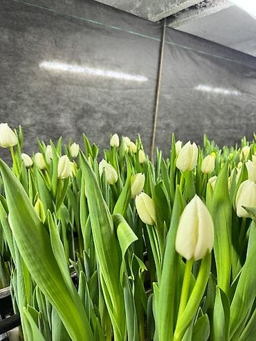 Гирлянды: Тюльпаны тепличного выращивания от производителя интересные цены - — 2