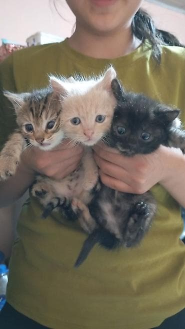 🪴три котёнка ишют себе нового хозяина !🪴Один мальчик и две девочки, не