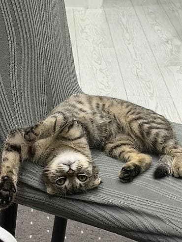 Вислоухая кошка (котёнок/молодая кошка) тигрового окраса