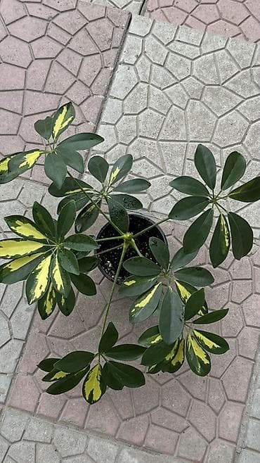 вариегатный замиокулькас: Шеффлера вариегатная (Schefflera arboricola ‘Variegata’) в горшке — 3