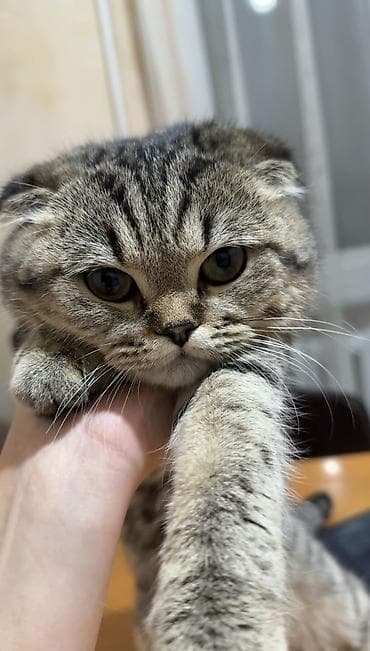 Скотиш Фолд (Шотландская вислоухая), 8 месяцев, Девочка, Серебристая шиншилла, Приучена к лотку, Проглистована