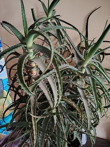 денежное дерево: Алоэ (вероятно, древовидное/арабообразное) в горшке — крупное взрослое — 1