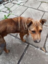 продам ягдтерєра: Нужен человек, которому очень нужен этот пёсик. Так интересно, он — 1