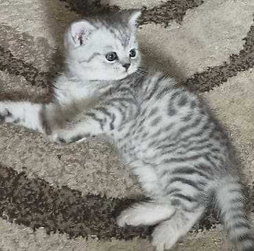 кошки сиамские: Продаётся шотландский котёнок ( мальчик ) скоттиш-страйт от породистых — 2