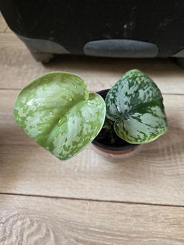 сингониумы: Сциндапсусы,сансевиерии ва, сингониум Ред спот,сингиниум пинк бьюти — 4