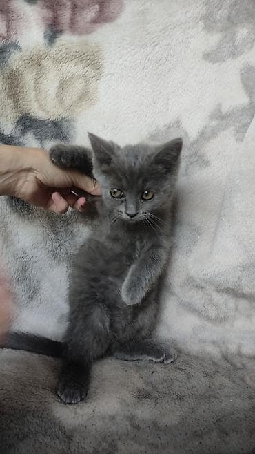 Мышыктар: 2 айлык, Ургаачы, Лотокко барууга үйрөтүлгөн — 5