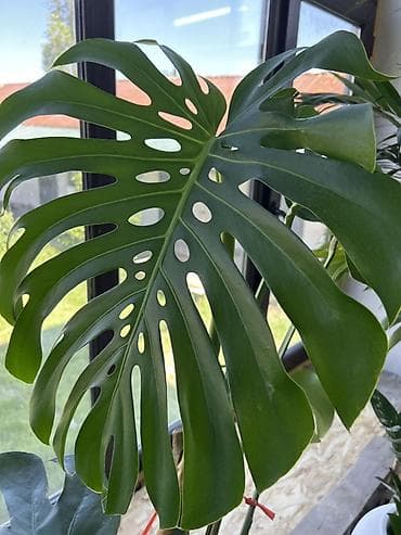 Комнатные растения: Монстера делициоза длина рост 3 метра. (Monstera deliciosa) — крупное — 2