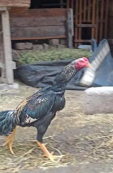 ph down: Продаю майские — 6